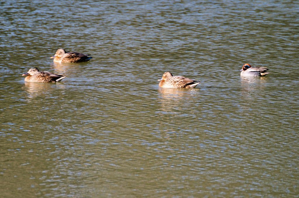 マガモ♀、コガモ♂