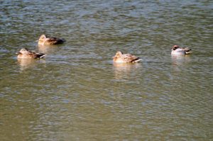マガモ♀、コガモ♂
