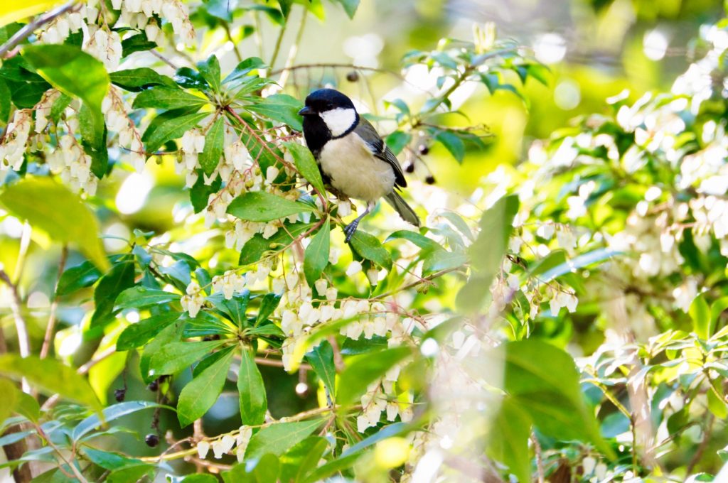 シジュウカラ