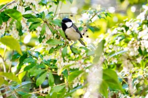 シジュウカラ