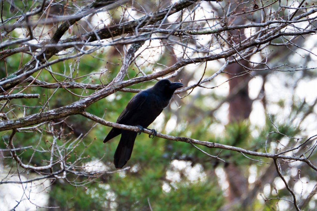 ハシブトガラス