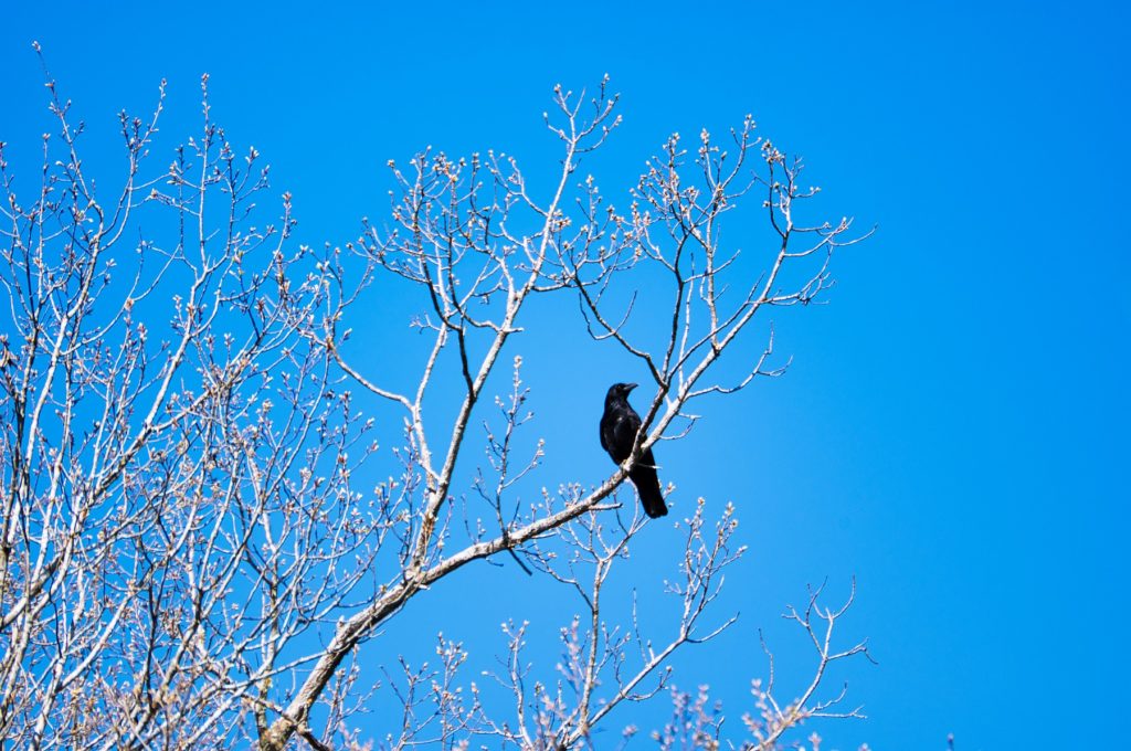 ハシボソガラス