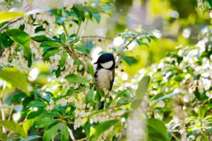 シジュウカラ