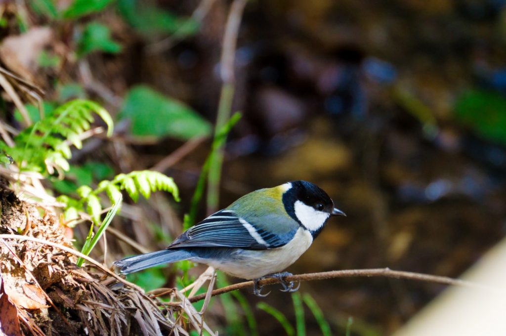 シジュウカラ