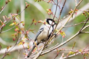 シジュウカラ