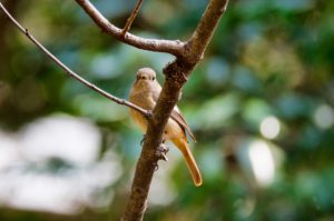 ジョウビタキ