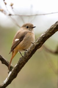 ジョウビタキ