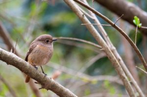 ジョウビタキ