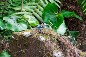 シジュウカラ