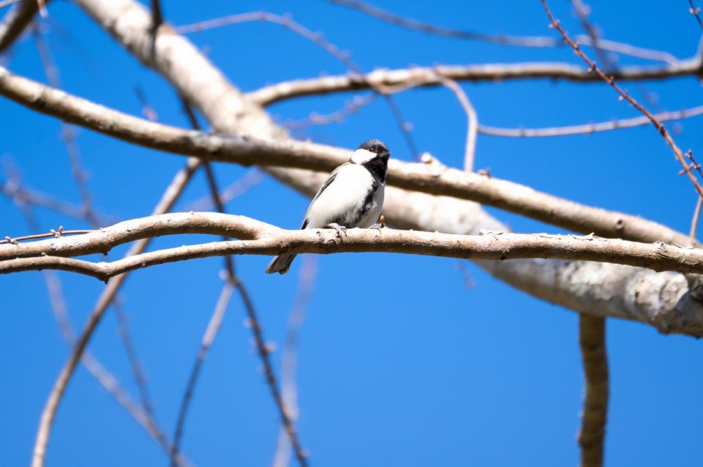 シジュウカラ