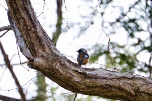 ジョウビタキ