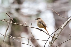 ジョウビタキ