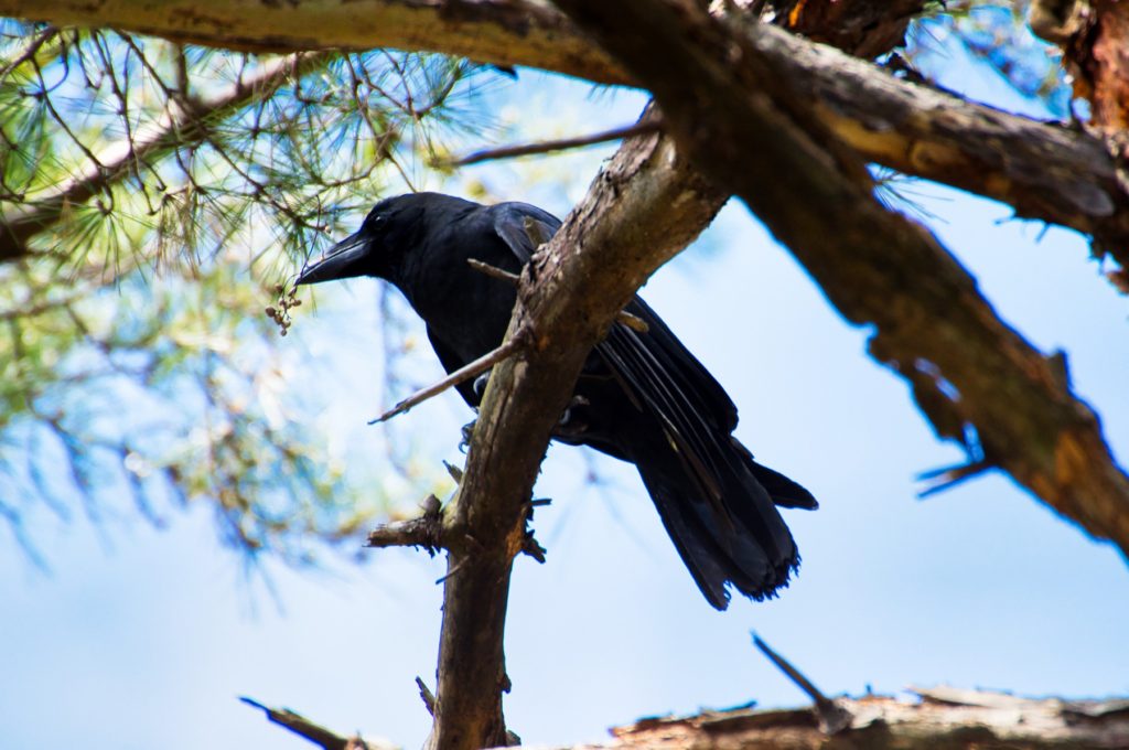 ハシブトガラス