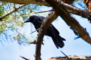 ハシブトガラス