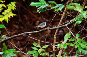 ルリビタキ