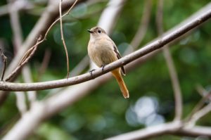 ジョウビタキ