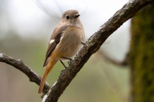 ジョウビタキ