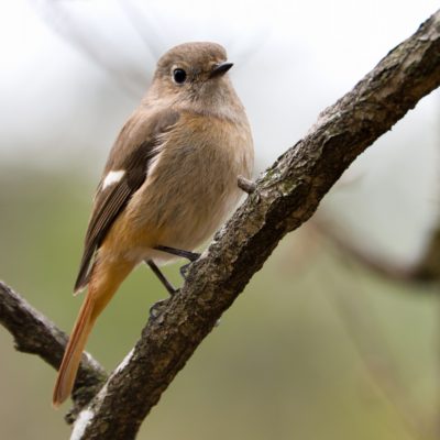 ジョウビタキ