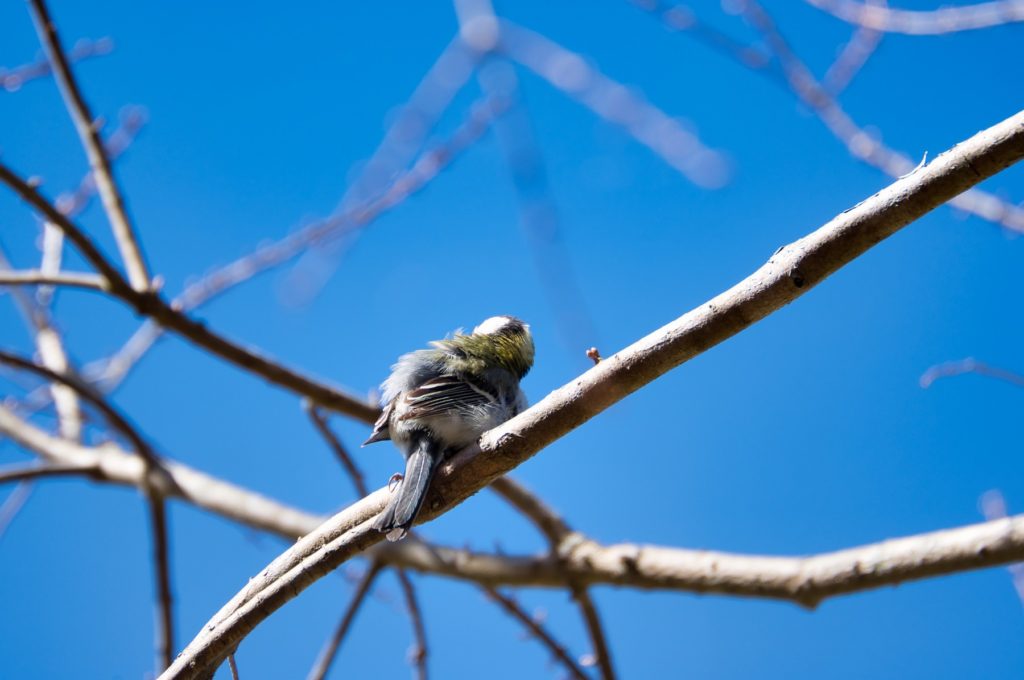 シジュウカラ