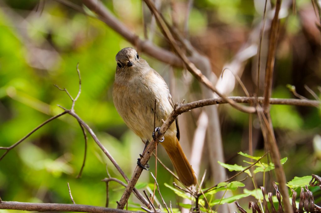 ジョウビタキ