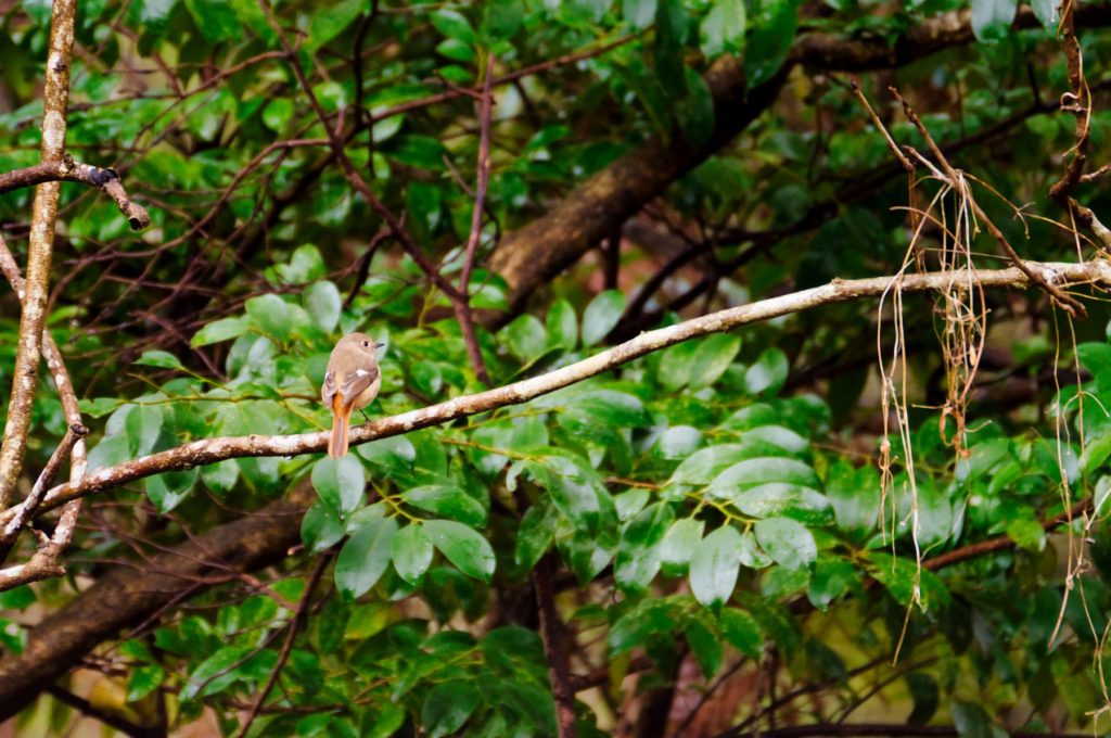 ジョウビタキ