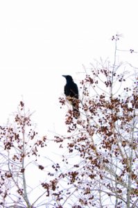 ハジボソガラス