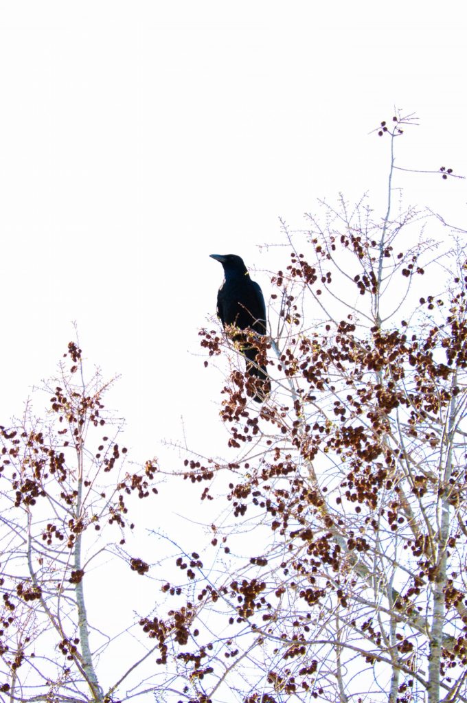 ハジボソガラス