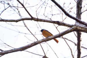 ジョウビタキ