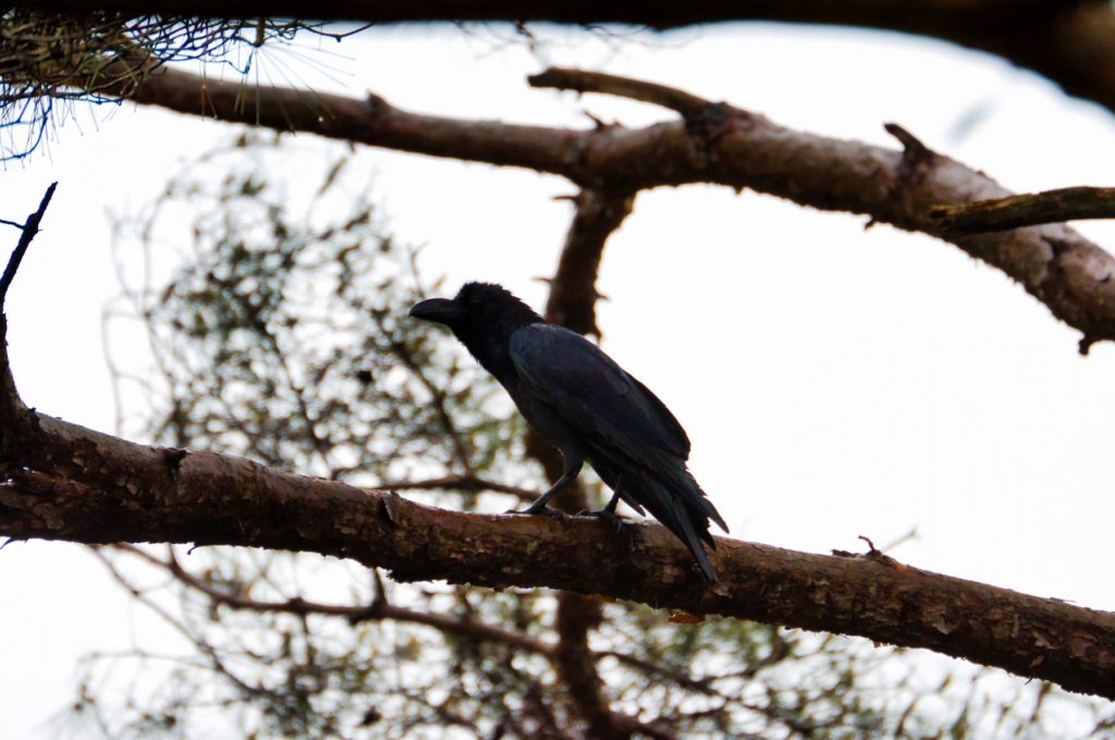 ハシブトガラス