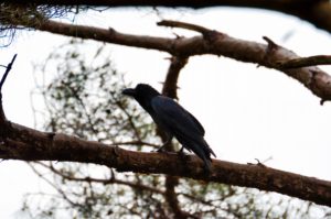 ハシブトガラス