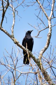 ハシボソガラス