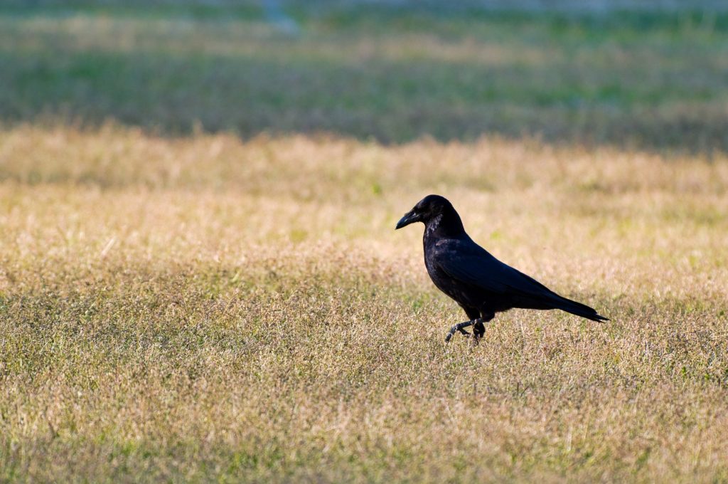 ハシボソガラス