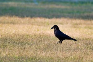 ハシボソガラス