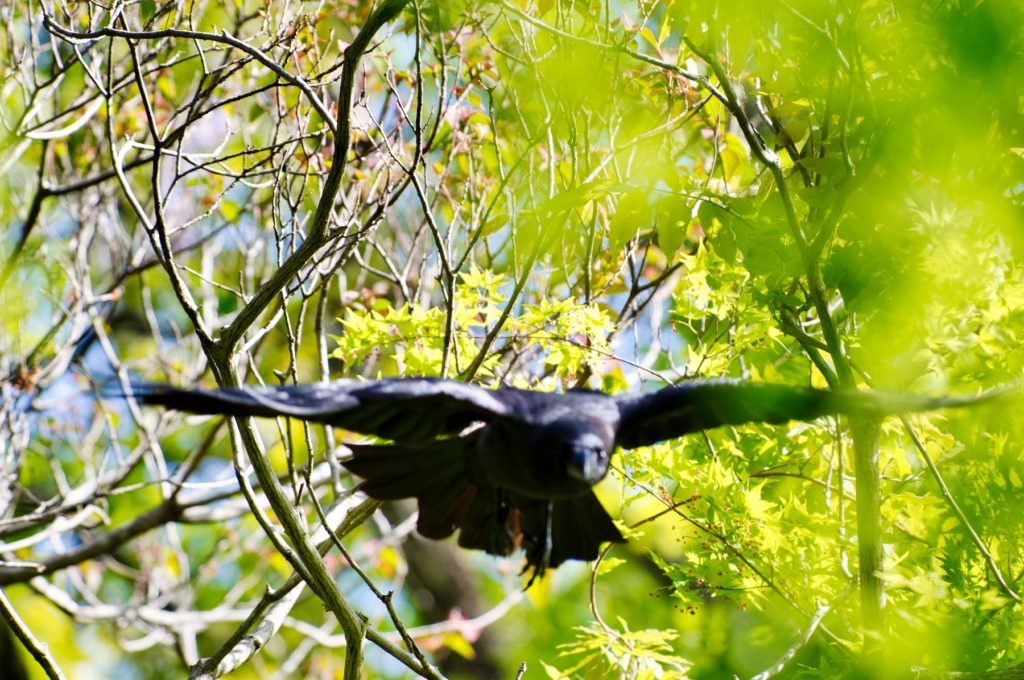 ハシブトガラス