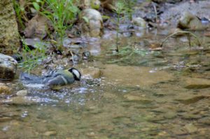 シジュウカラ