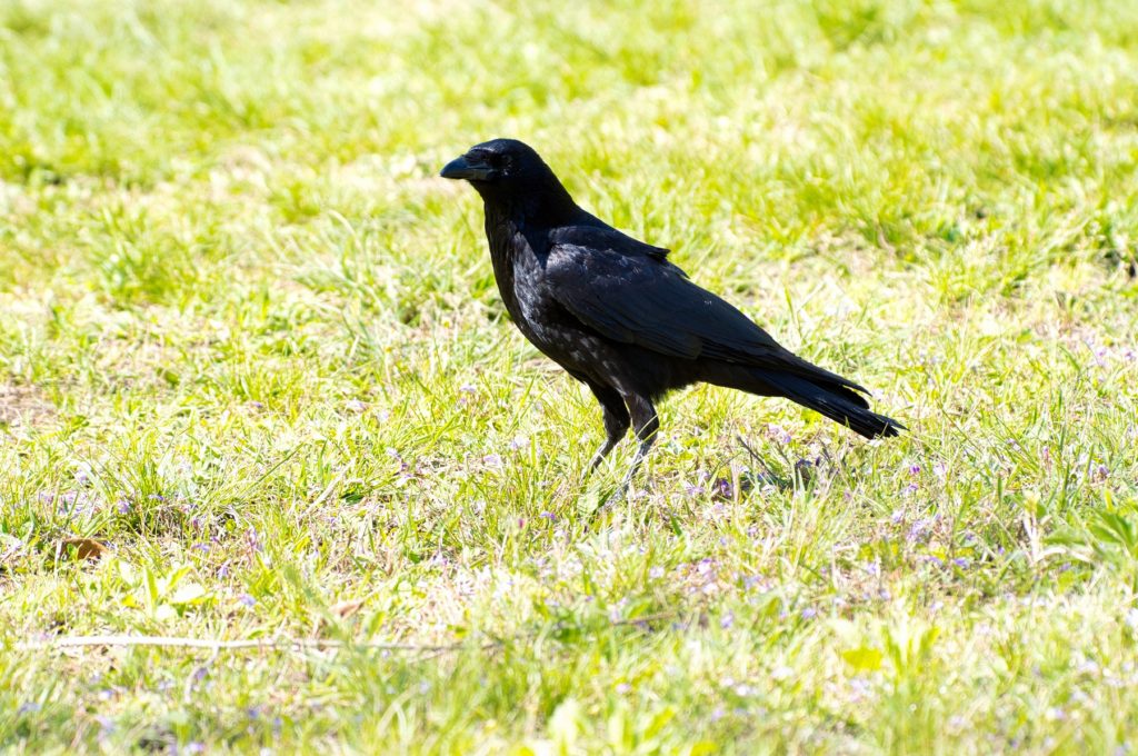 ハシボソガラス