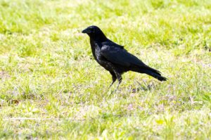 ハシボソガラス