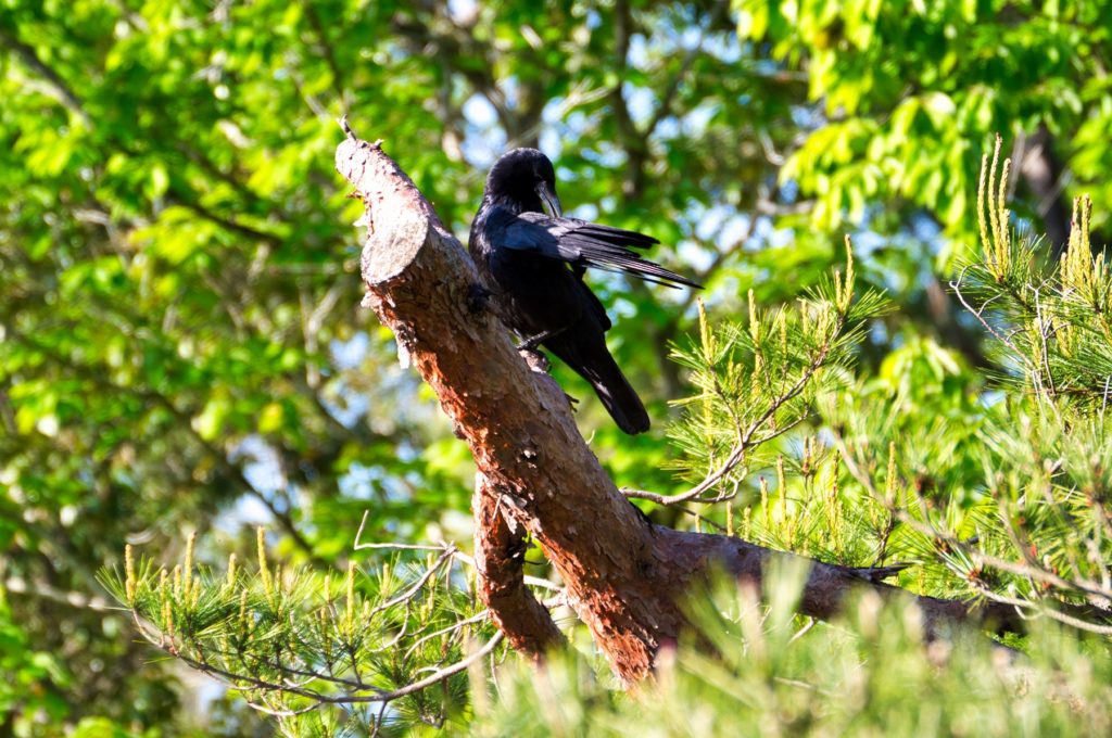 ハシボソガラス