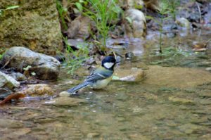 シジュウカラ