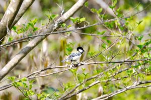 シジュウカラ