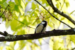 シジュウカラ