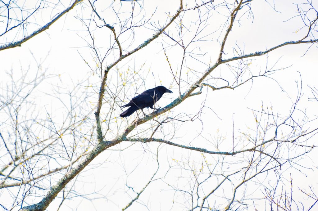 ハシボソガラス