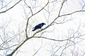 ハシボソガラス