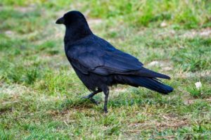 ハシボソガラス