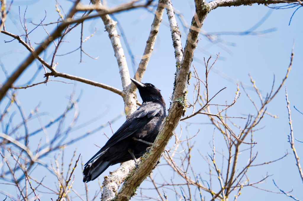 ハシボソガラス