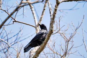 ハシボソガラス