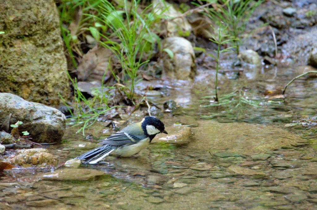 シジュウカラ