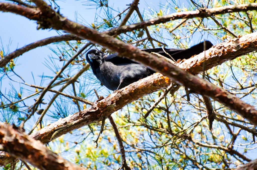 ハシブトガラス