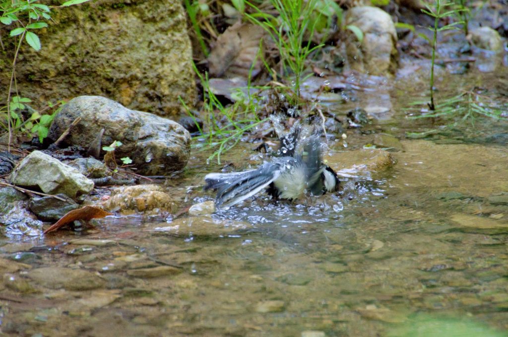 シジュウカラ