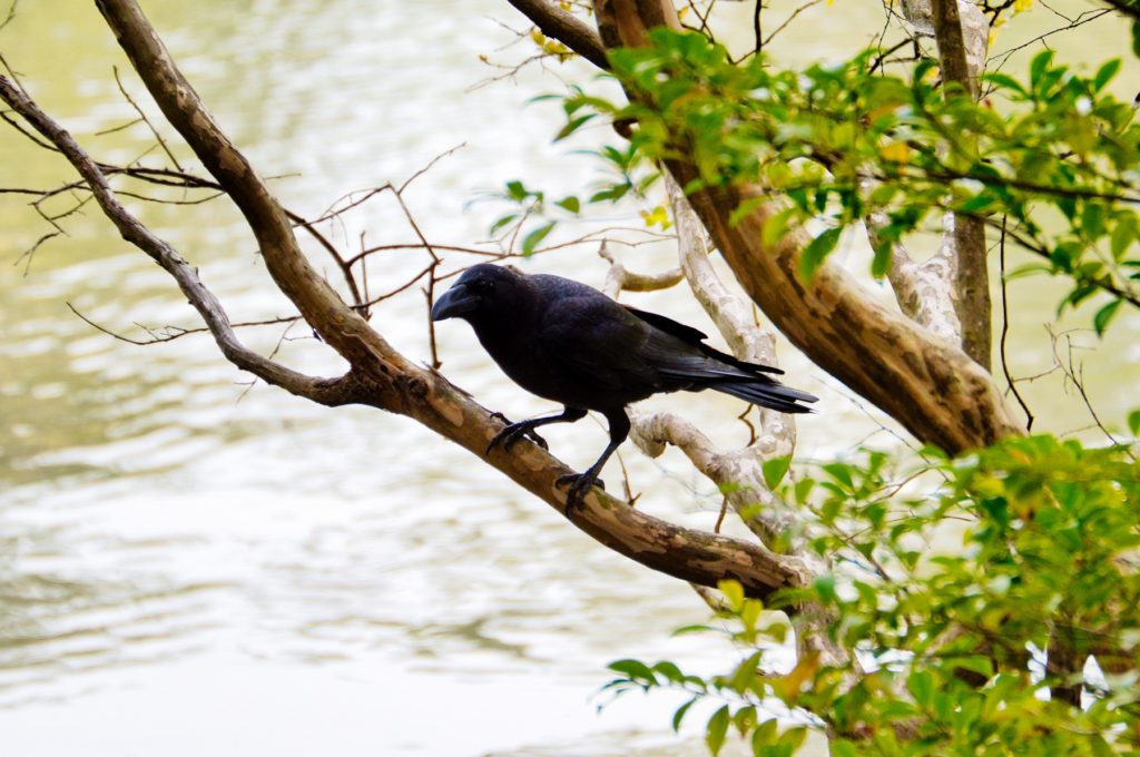 ハシブトガラス